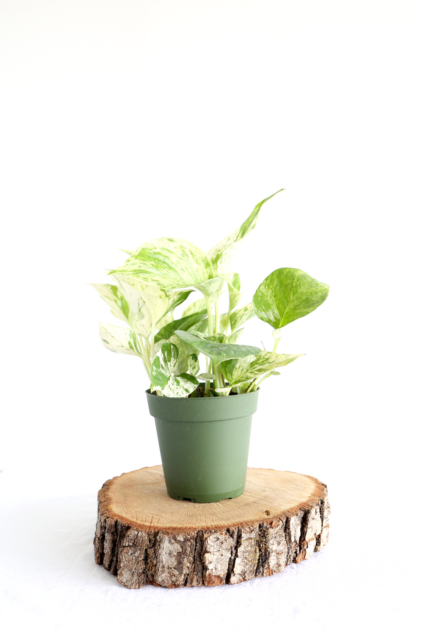 Marble Queen Pothos Plant