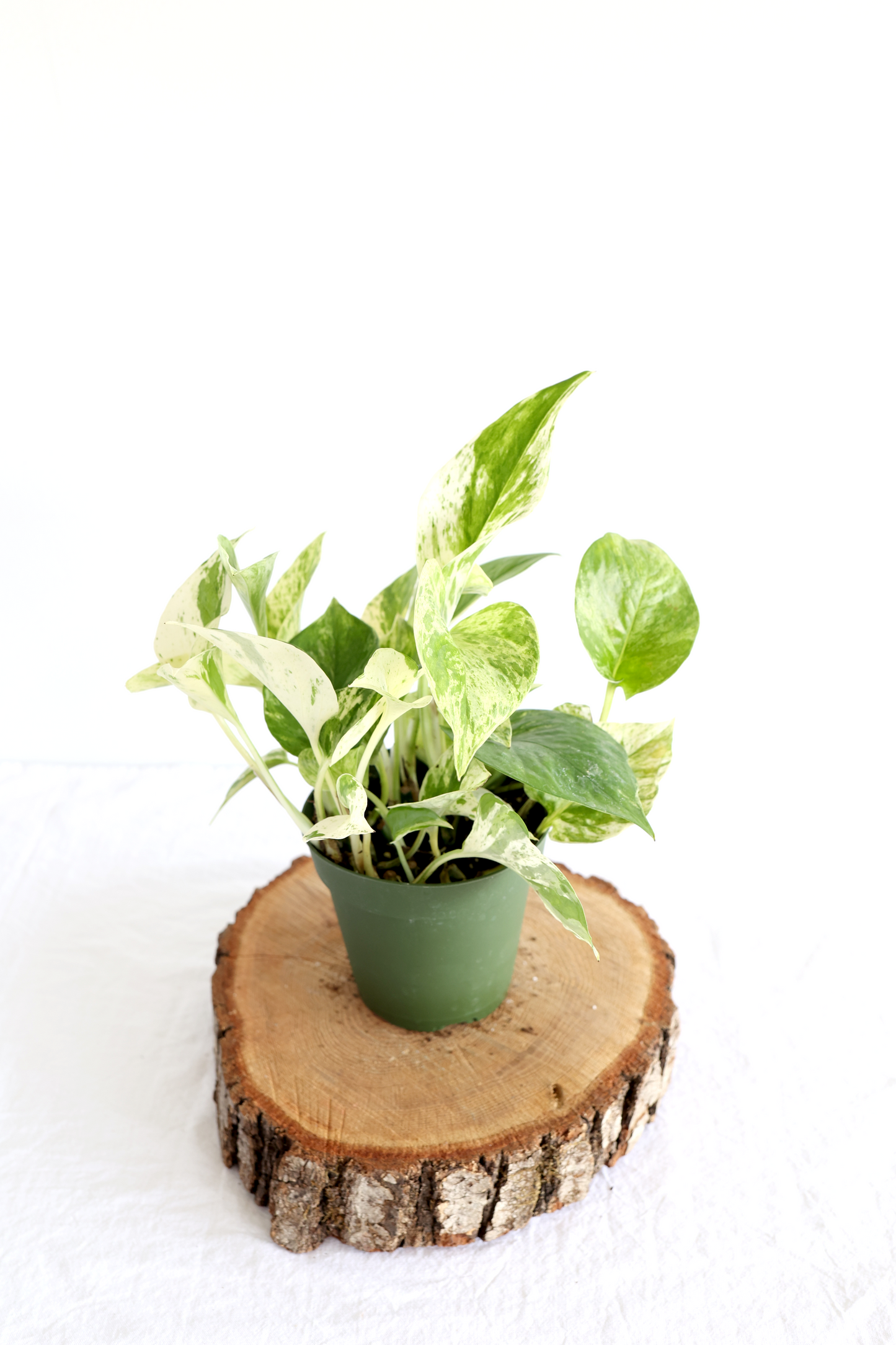 Marble Queen Pothos Plant